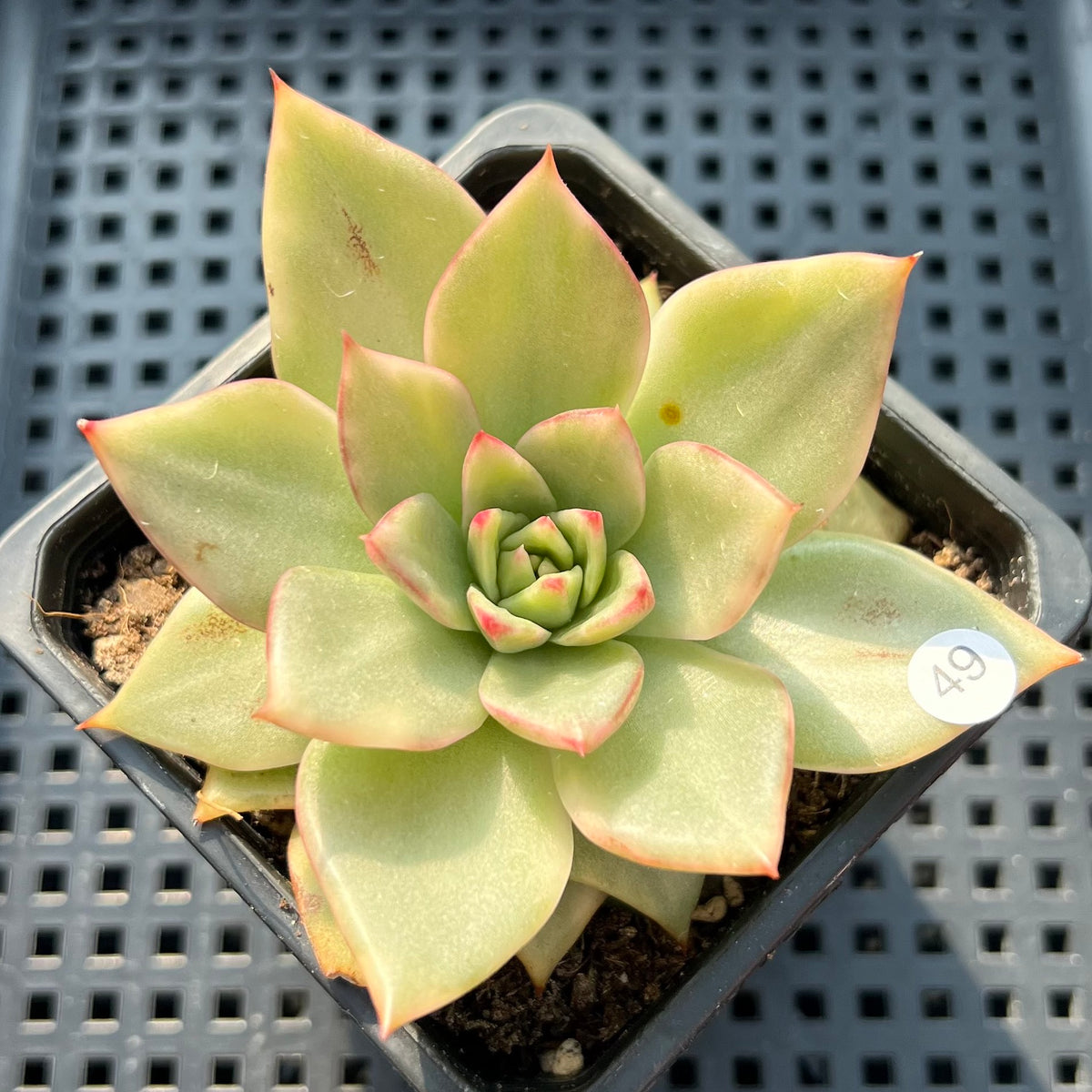 Echeveria Agavoides 'Ruby Maria' Variegated 3" Succulent Plant (Potted)