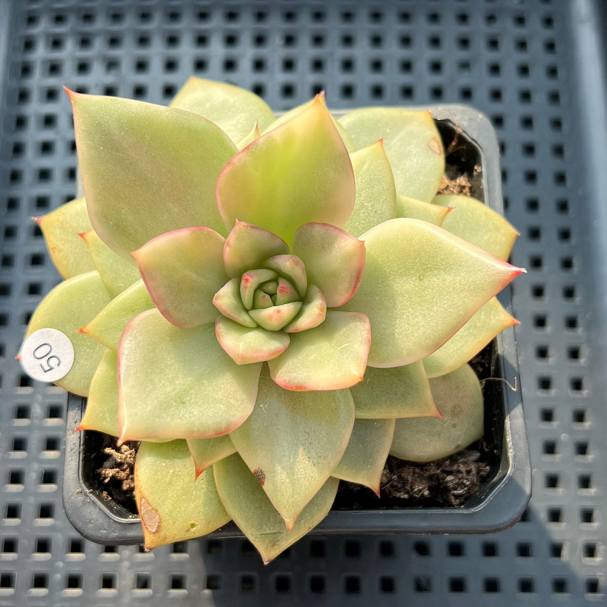 Echeveria Agavoides 'Ruby Maria' Variegated 3" Succulent Plant (Potted)