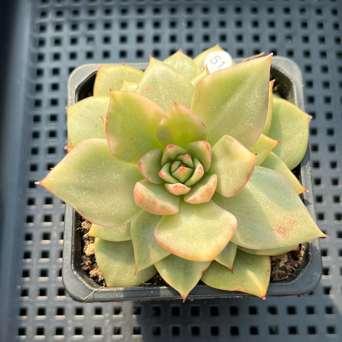 Echeveria Agavoides 'Ruby Maria' Variegated 3" Succulent Plant (Potted)