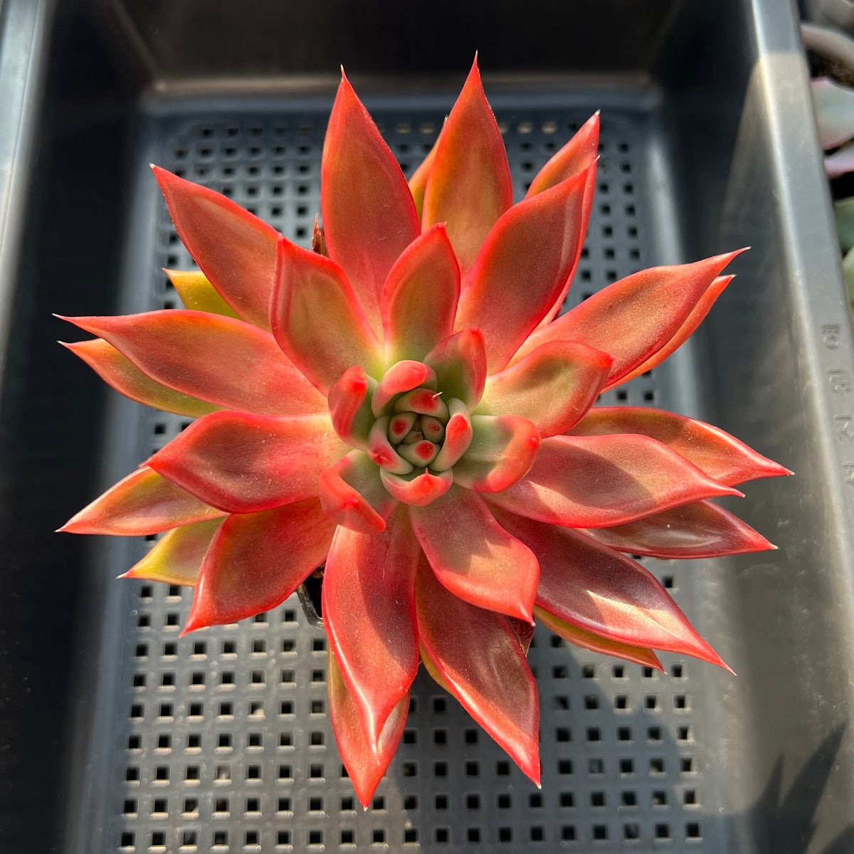 Echeveria Agavoides 'Frank Reinelt' 3"-4" Succulent Plant (Potted)