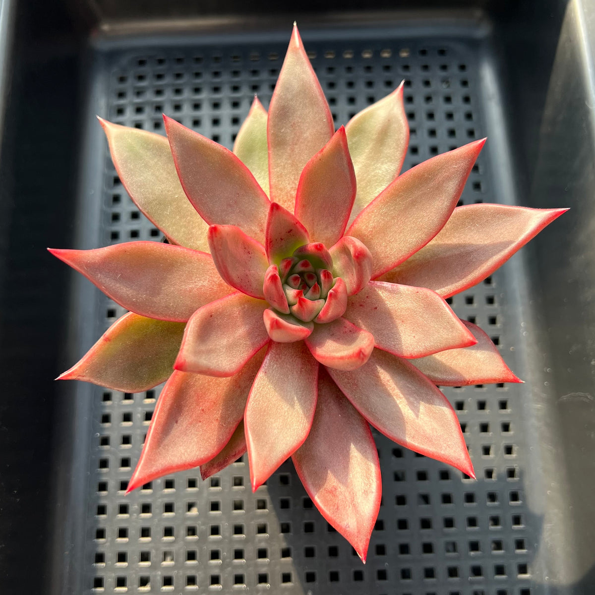 Echeveria Agavoides 'Romeo' 3"-4" Succulent Plant (Potted)