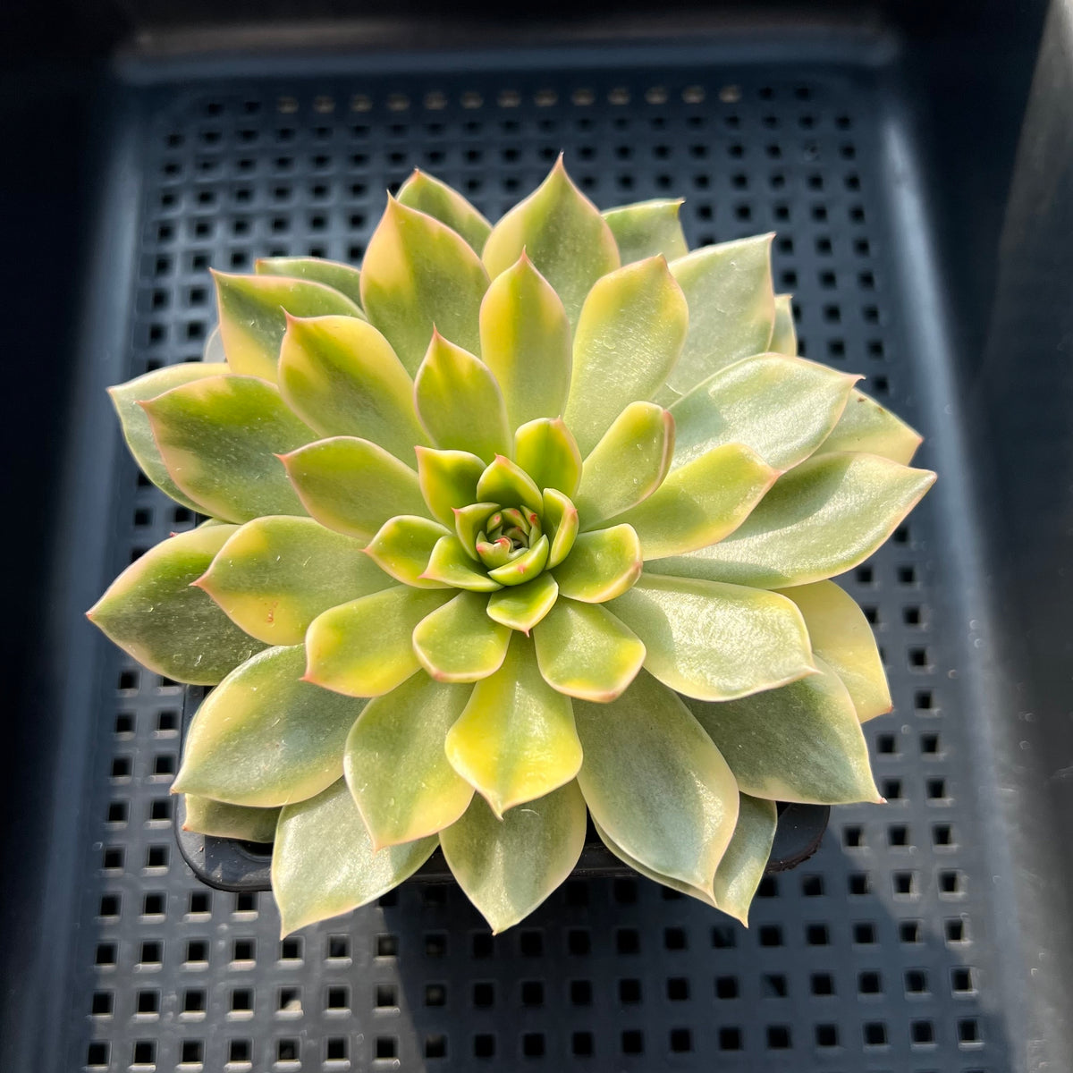 Echeveria Agavoides 'Ramses' Variegated 3"-4" Succulent Plant (Potted)