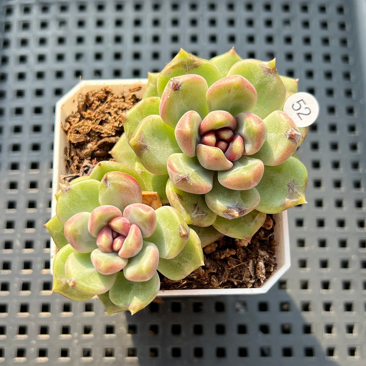 Echeveria 'Stonehenge' 2" (Hybrid by Brotherly Farm) Succulent Plant (Potted)