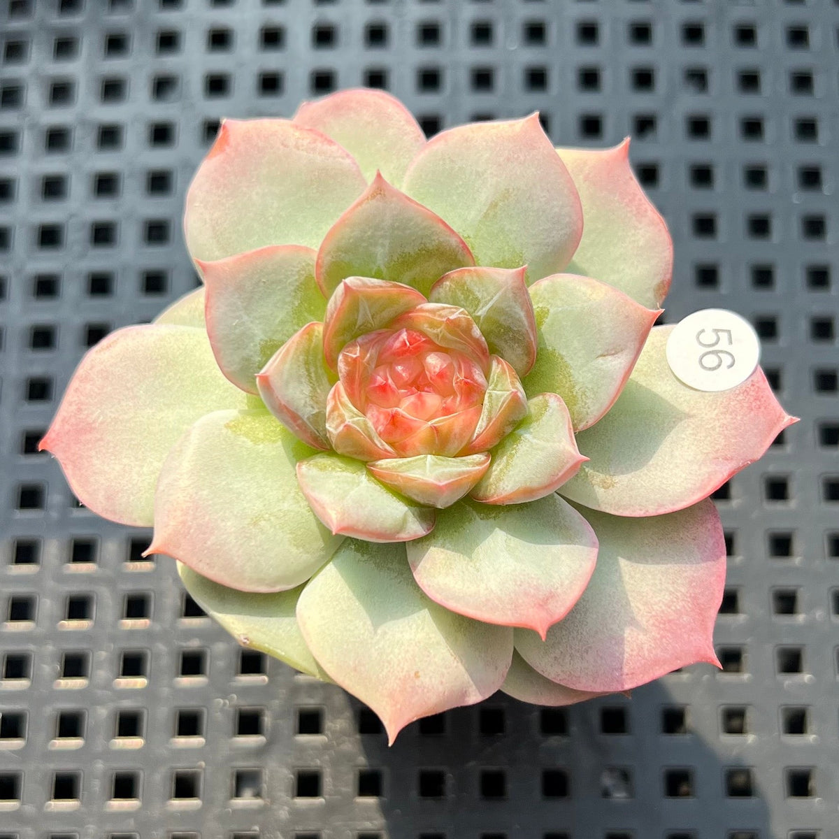 Echeveria 'Daiquiri' Jelly Type 2" Succulent Plant (Potted)