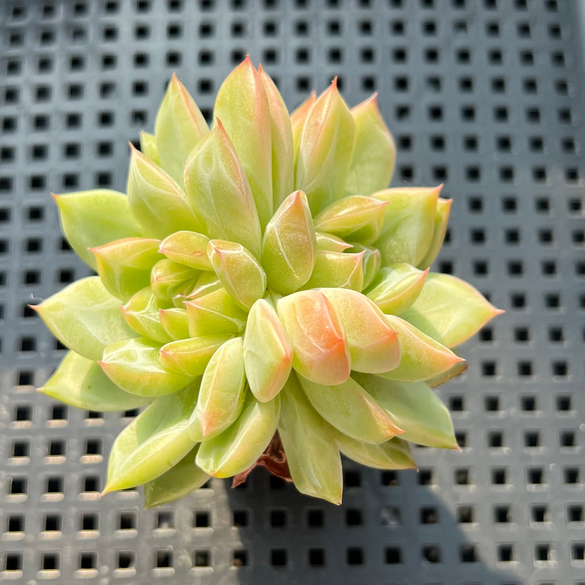 Echeveria 'Snowflake' 2" Succulent Plant (Potted)