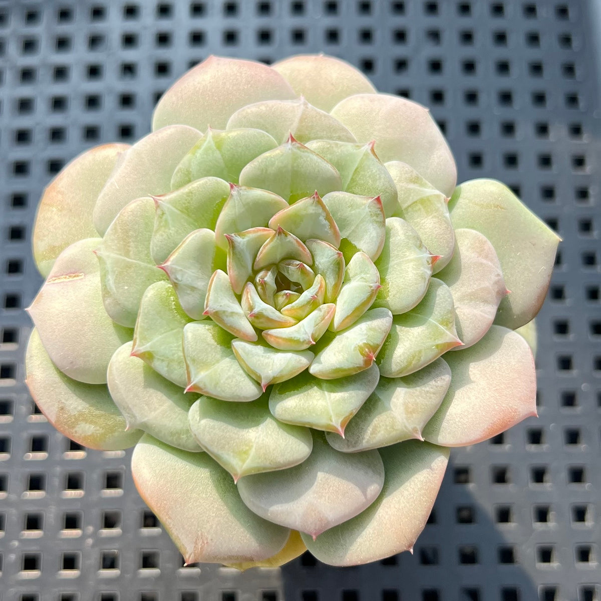 Echeveria sp. Jelly Type 2" Succulent Plant (Potted)