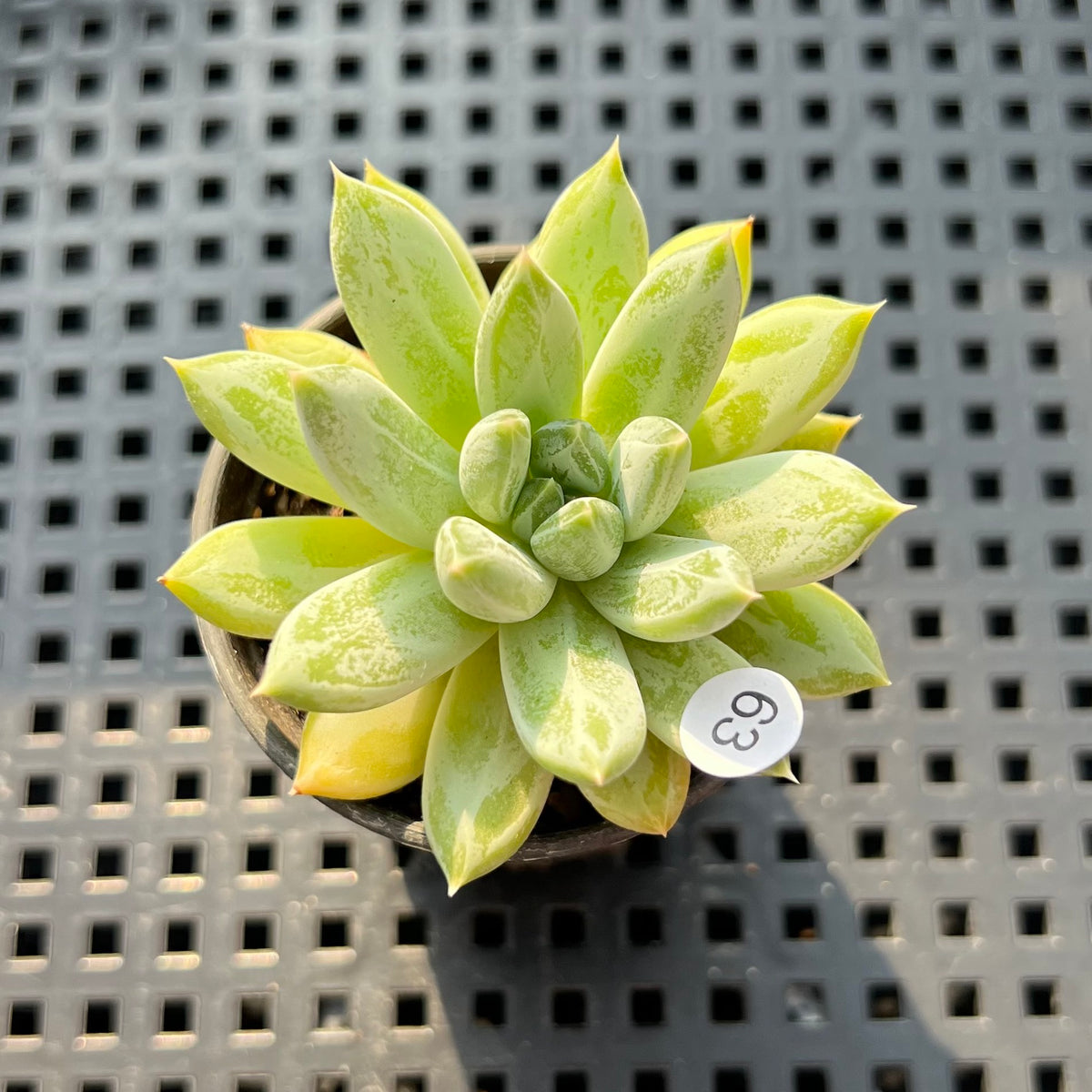Pachyphytum Compactum 'Glaucum' 1"-2" Succulent Plant (Potted)