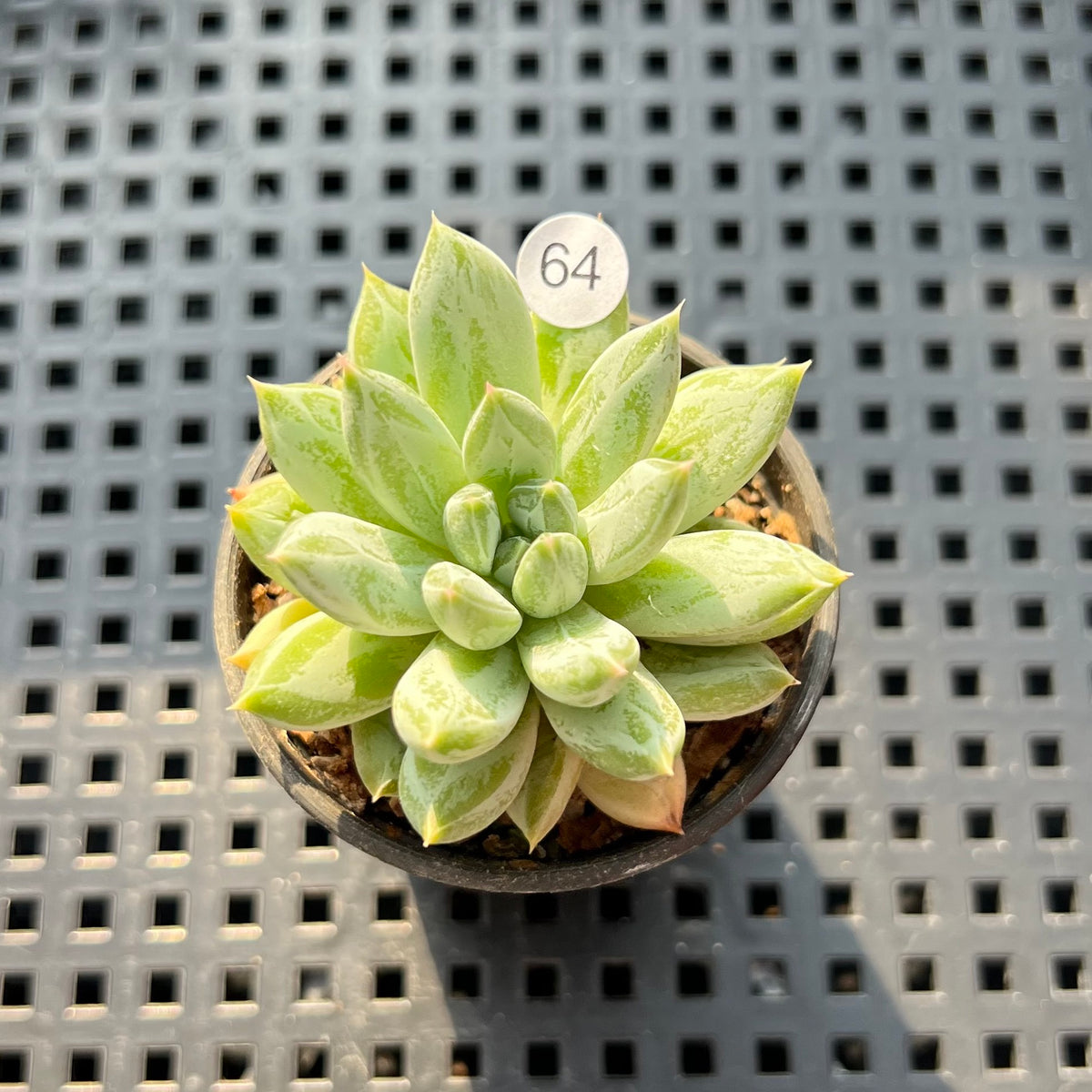 Pachyphytum Compactum 'Glaucum' 1"-2" Succulent Plant (Potted)