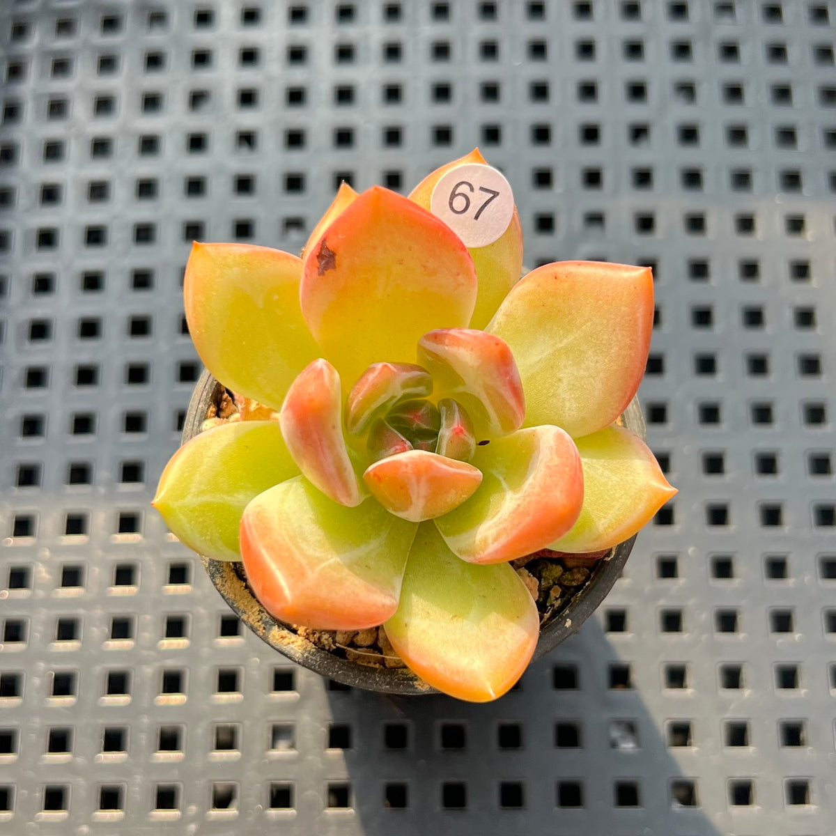 Echeveria 'Orange Champaign' 1"-2" Succulent Plant (Potted)