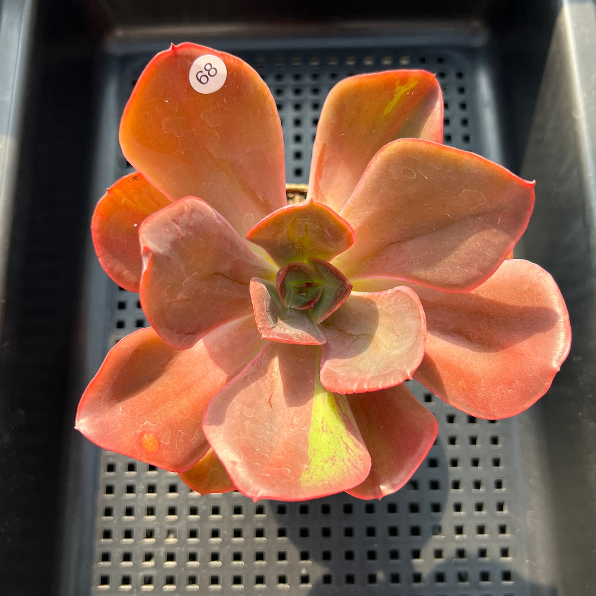 Echeveria 'Goiabinha' Variegated (100% Grown In House) 2" Succulent Plant (Potted)