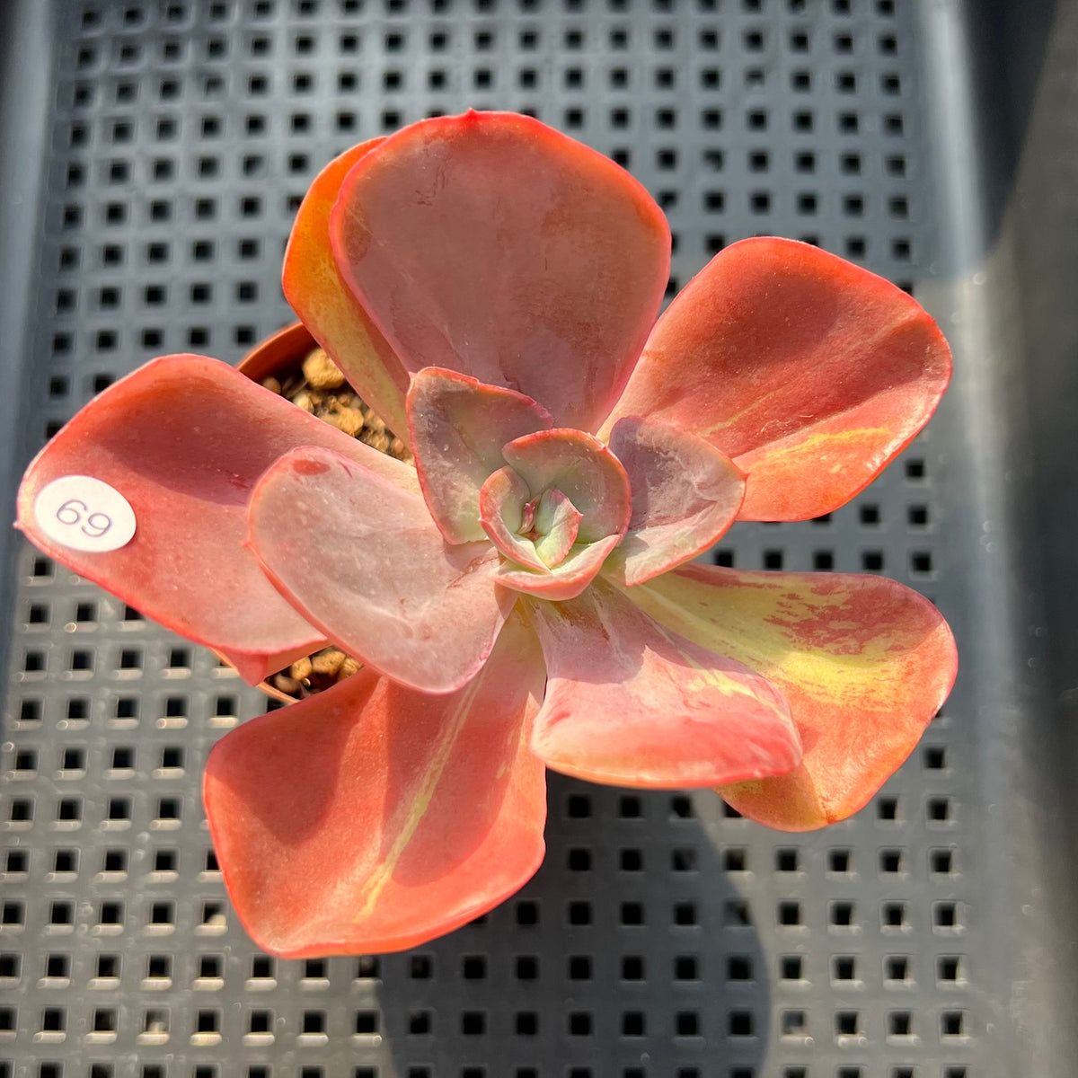 Echeveria 'Goiabinha' Variegated (100% Grown In House) 2" Succulent Plant (Potted)