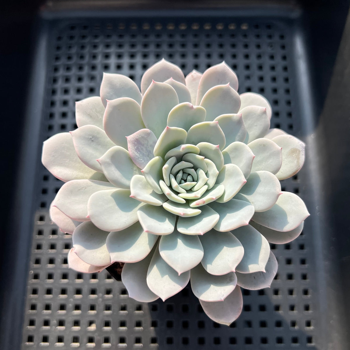 Echeveria 'Raffine' 3"-4" Succulent Plant (Potted)