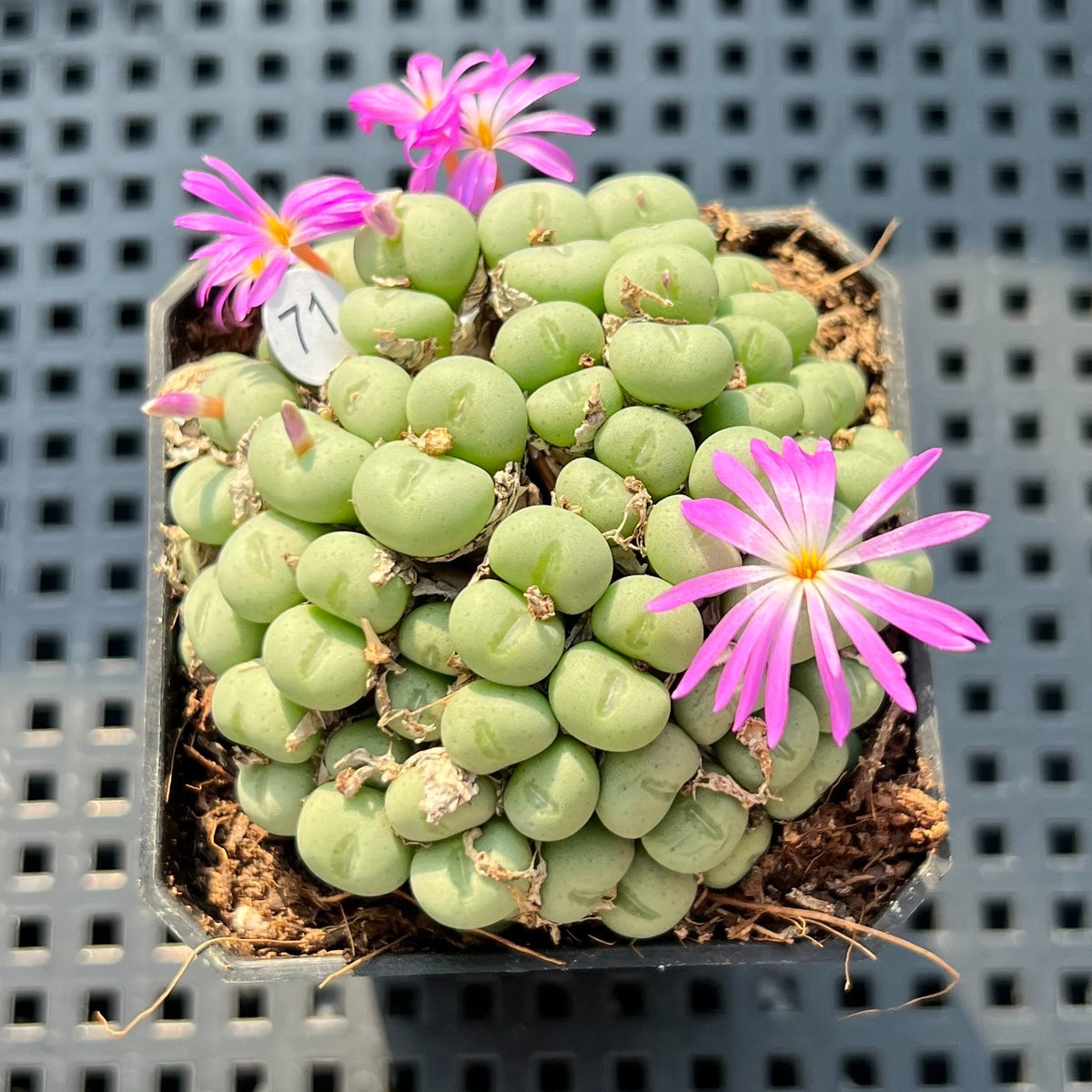 Conophytum Piluliforme 2" Succulent Plant (Potted)