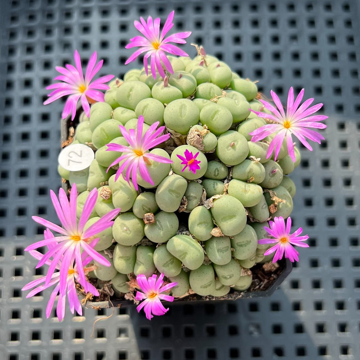 Conophytum Piluliforme 2" Succulent Plant (Potted)