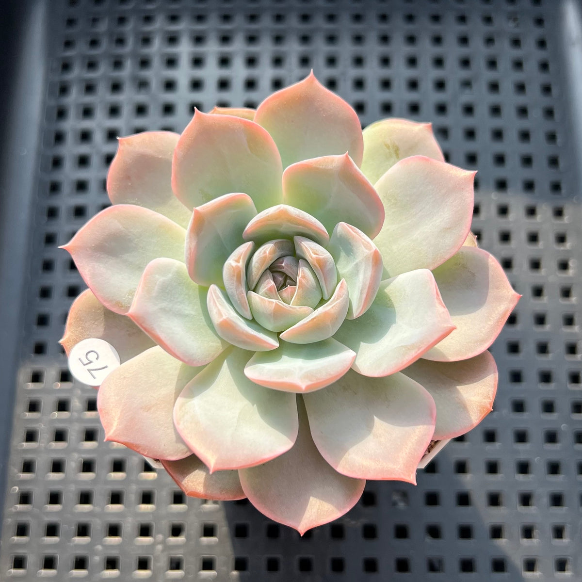 Echeveria 'Lychee Powder' 2"-3" Succulent Plant (Potted)