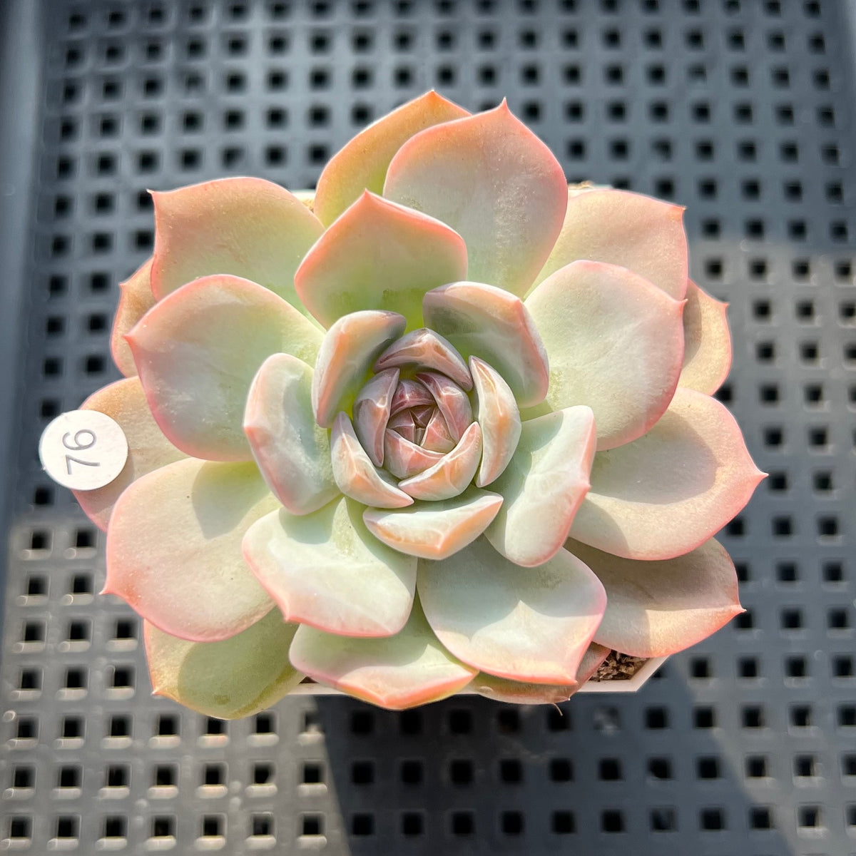 Echeveria 'Lychee Powder' 2"-3" Succulent Plant (Potted)