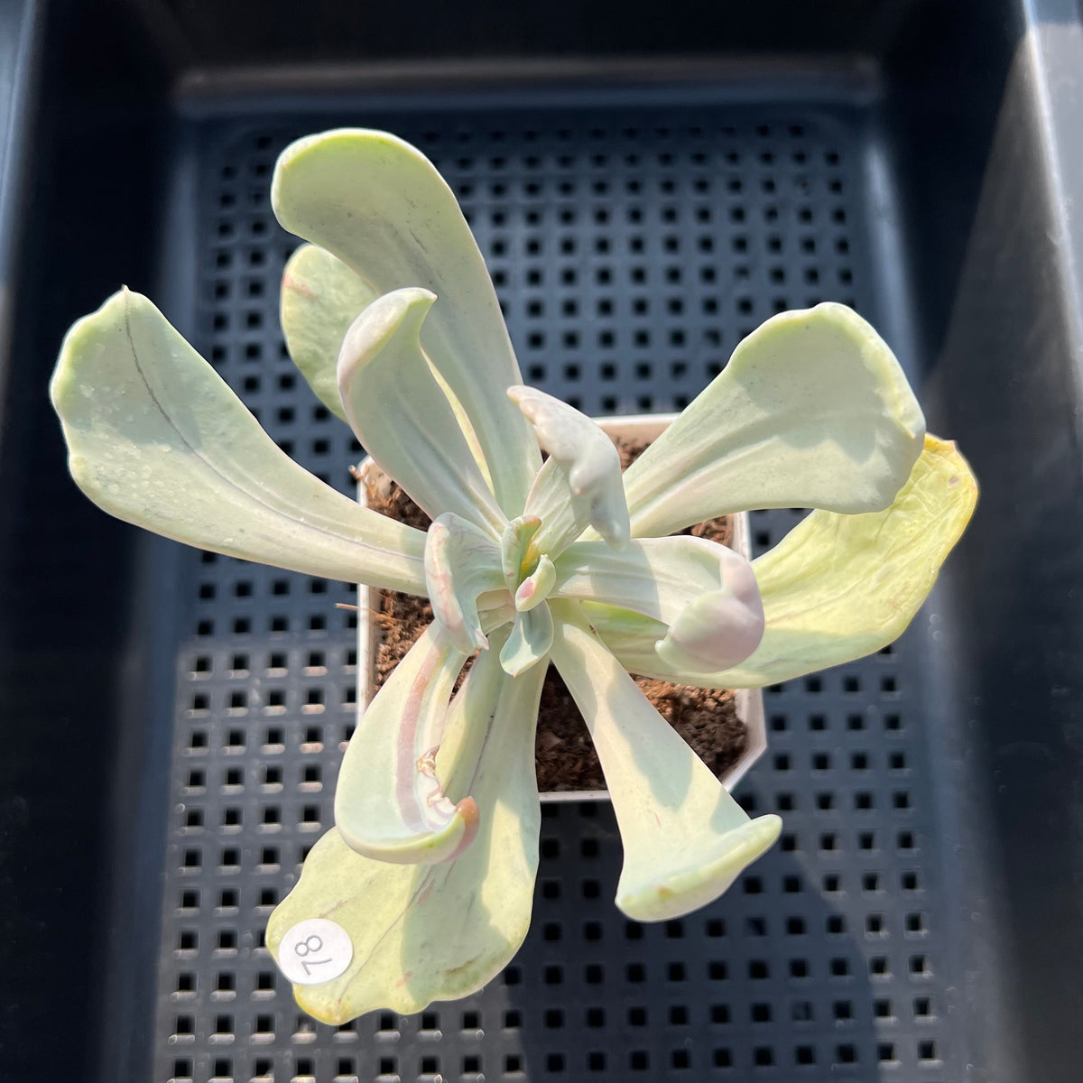 Pachyveria 'Jocelyns Joy' Variegated 3" Succulent Plant (Potted)
