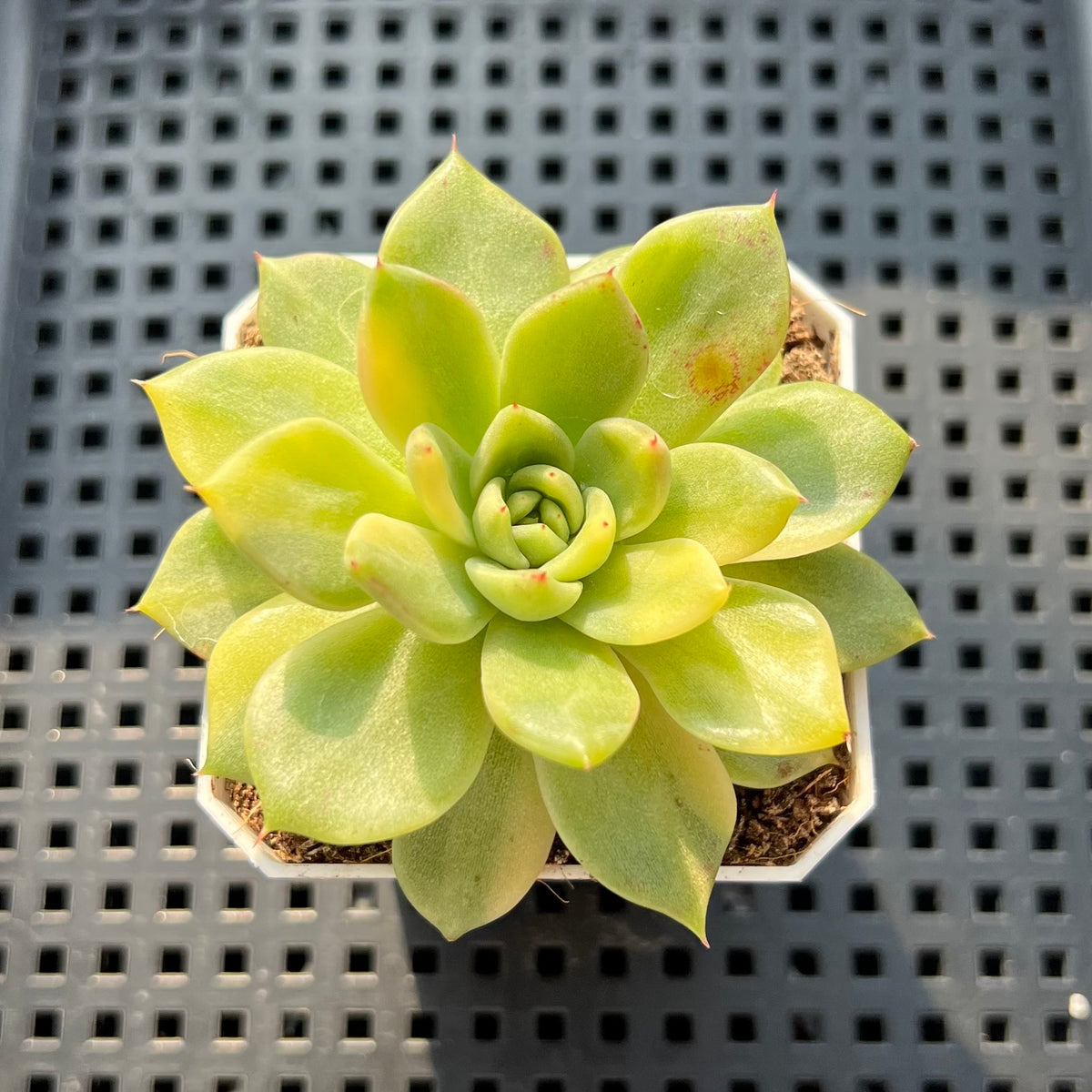 Echeveria Agavoides 'Gilva' Variegated 2" Succulent Plant (Potted)