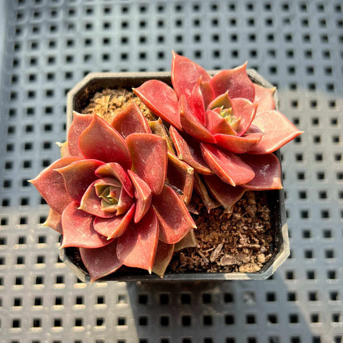 Echeveria 'Mysterious Rose' 2"-3" Cluster Succulent Plant (Potted)