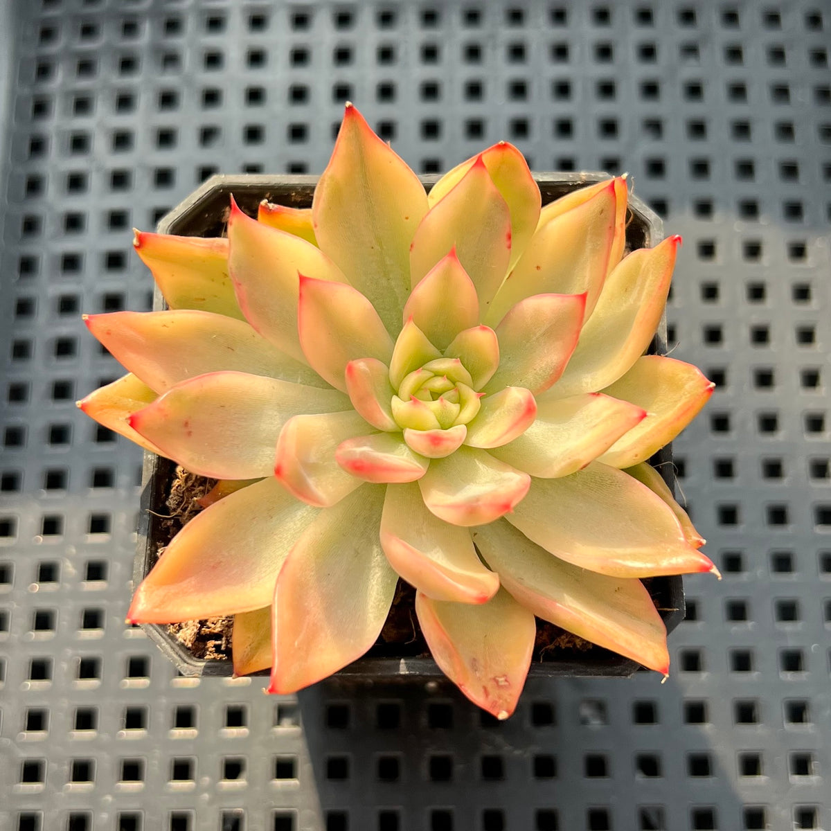 Echeveria Agavoides 'Butterfly' Variegated 2"-3" Succulent Plant (Potted)