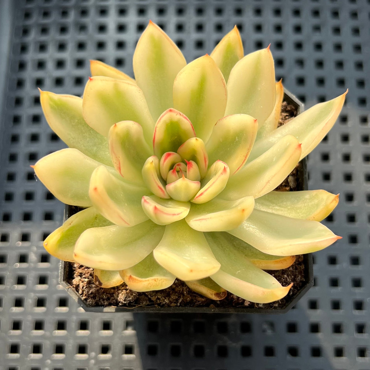 Echeveria Agavoides 'Butterfly' Variegated 3" Succulent Plant (Potted)