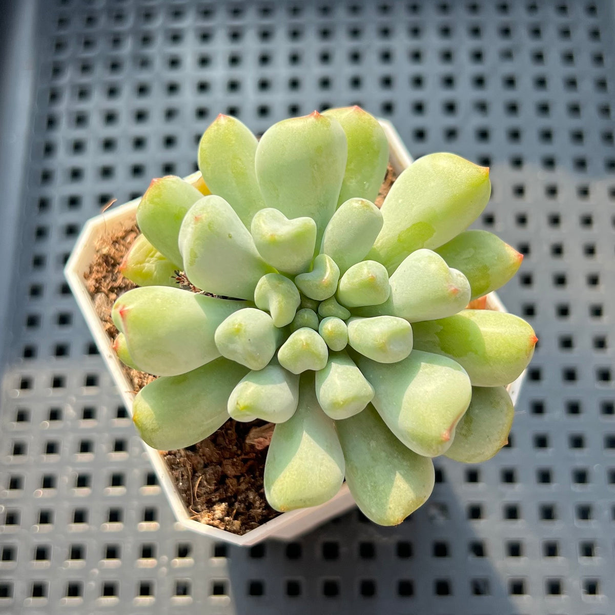 Echeveria 'Heart Ball' 2" Succulent Plant (Potted)