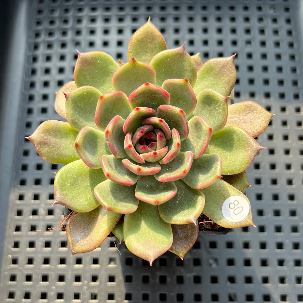 Echeveria 'Black Eyes' 2"-3" Succulent Plant (Potted)