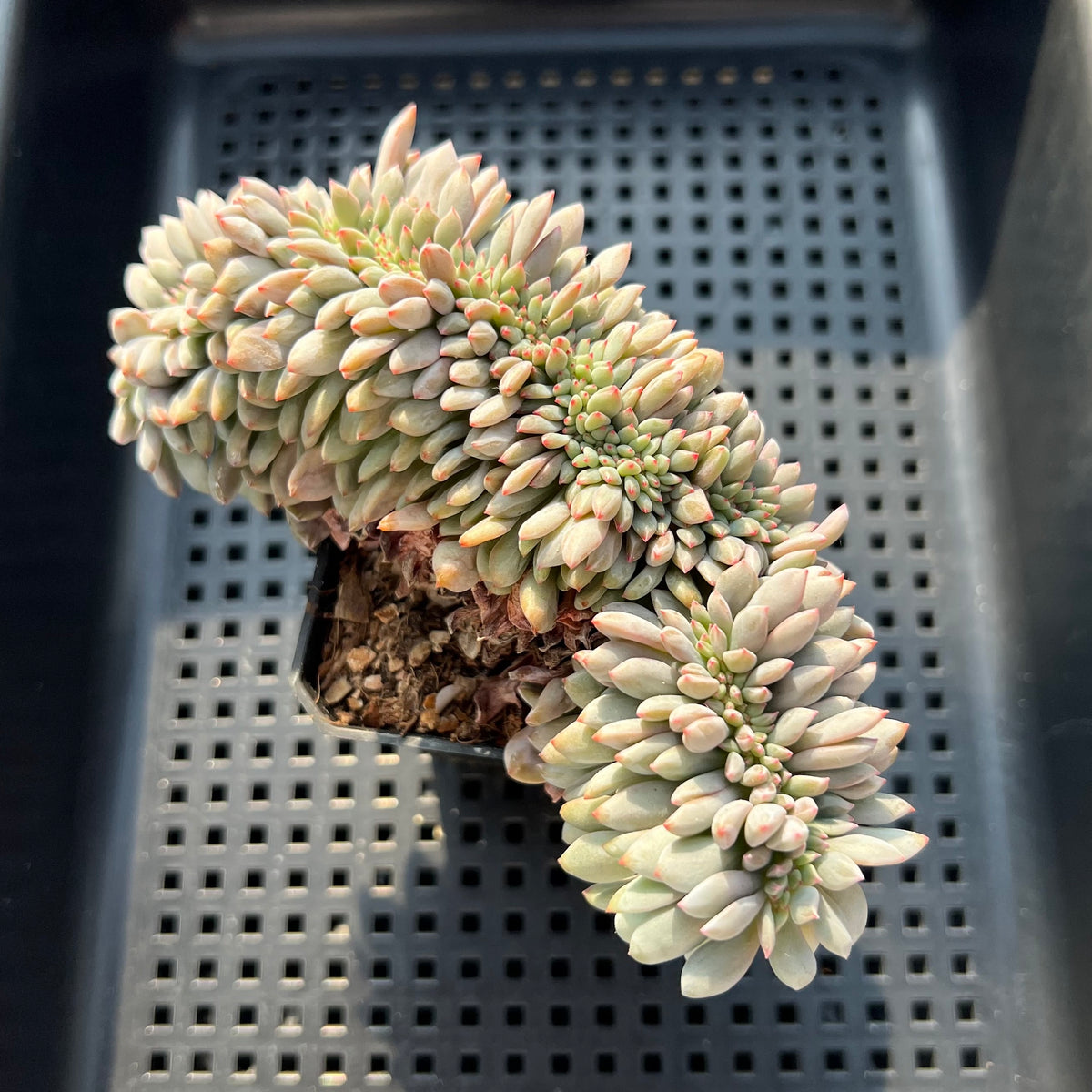 Echeveria 'Ariel' Crested 4" Succulent Plant (Potted)