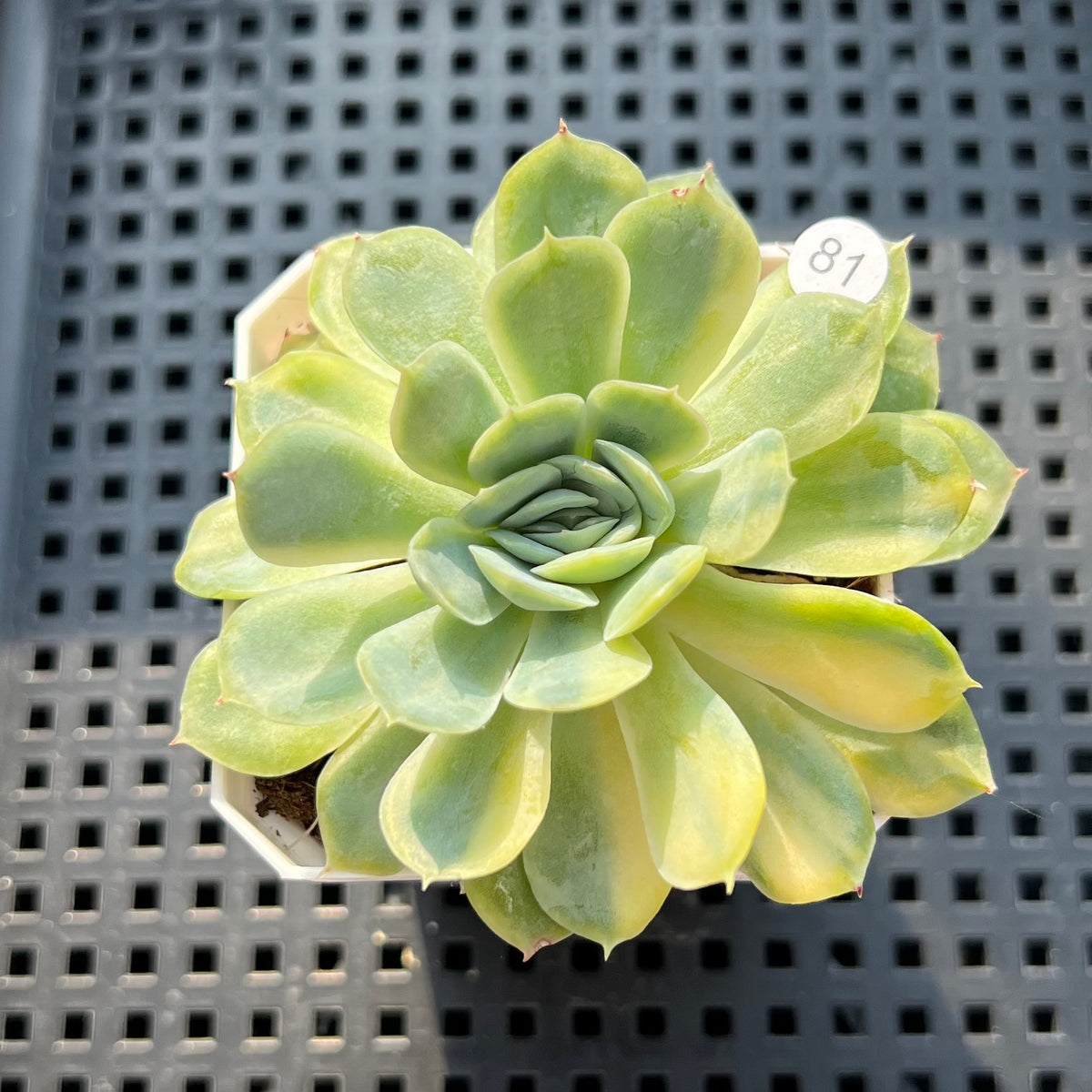Echeveria 'Twin Berry' Variegated 2" Succulent Plant (Potted)