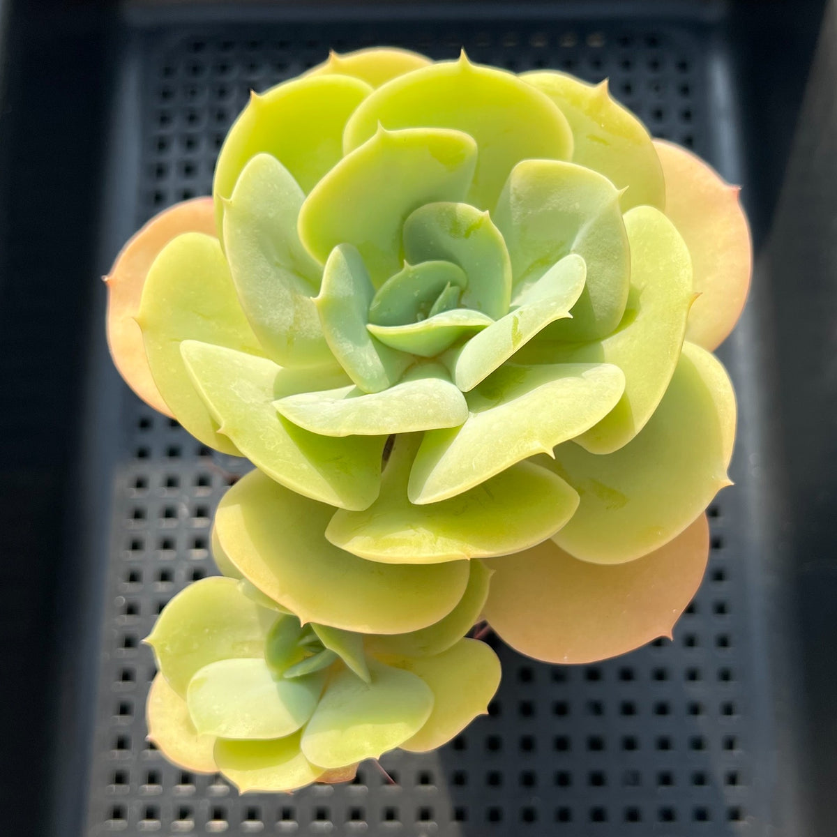 Echeveria 'Drawing' 4" Large Succulent Plant (Potted)
