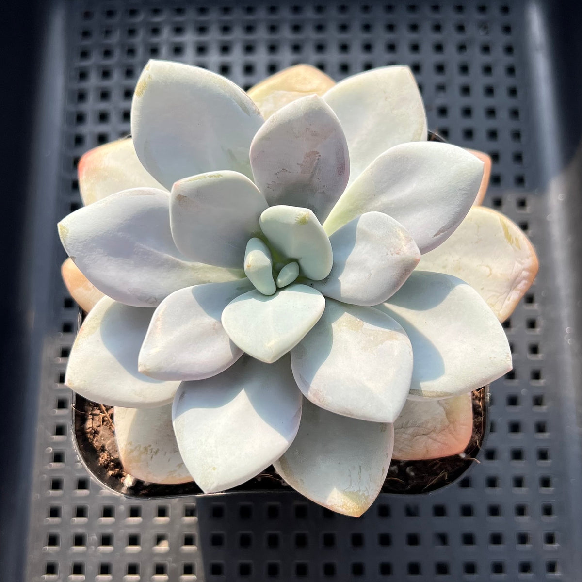 Pachyphytum 'Pink Frevel' 4" Succulent Plant (Potted)