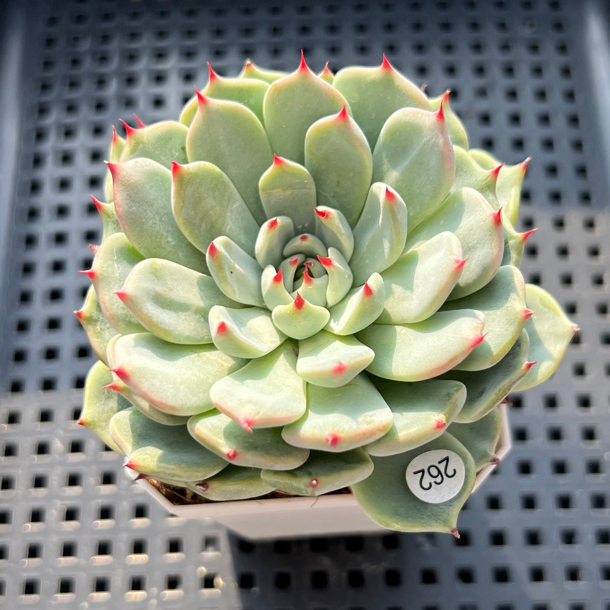 Echeveria 'Black Nail' 2"-3" Succulent Plant (Potted)