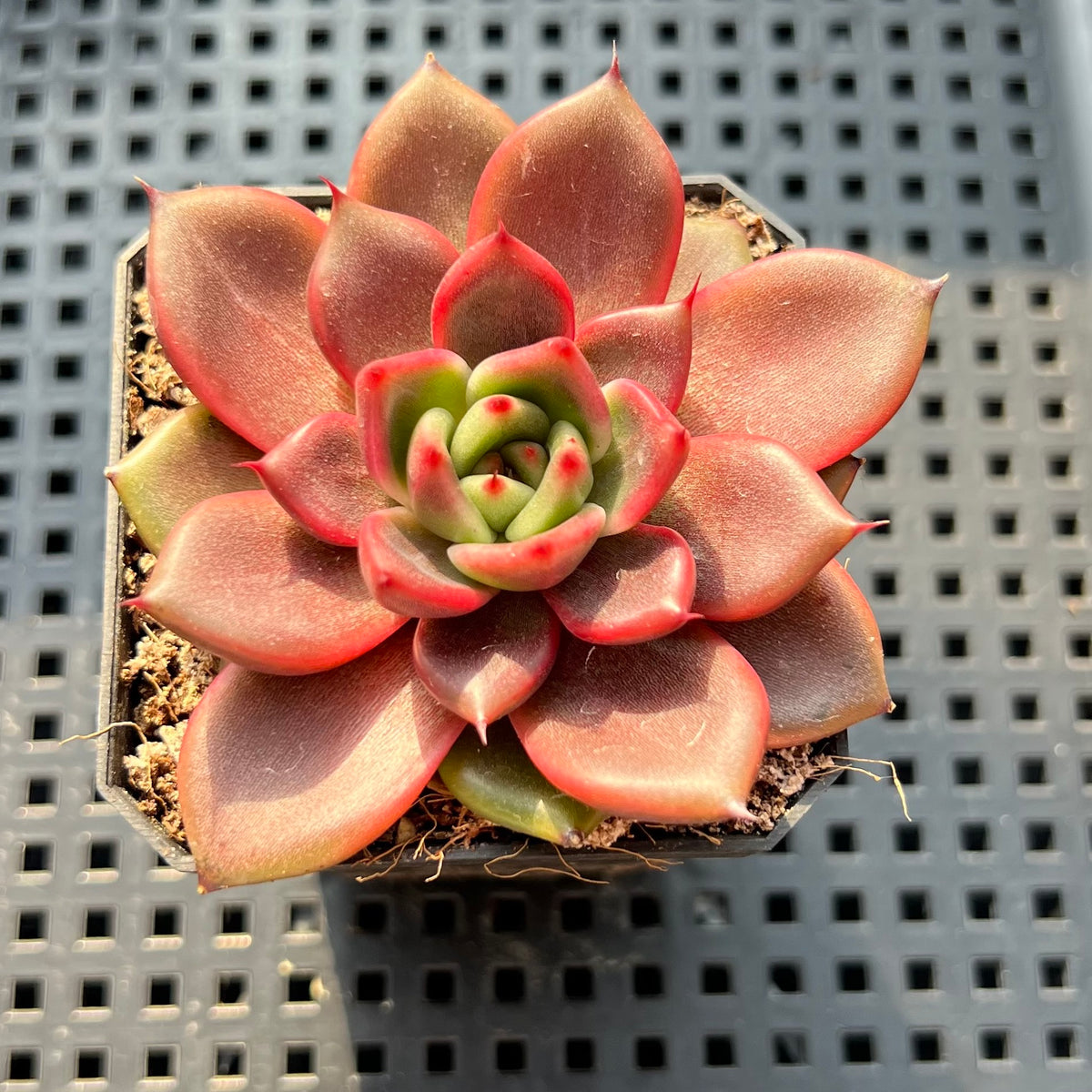Echeveria 'Tully' 2"-3" (Flower Village Hybrid) Succulent Plant (Potted)