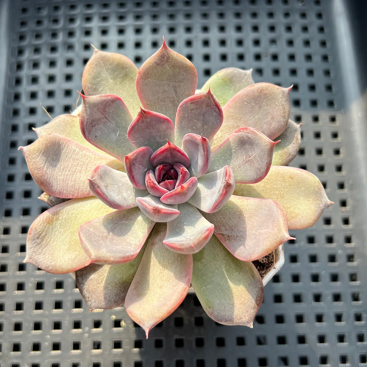 Echeveria 'Black Orchid' 2"-3" New Hybrid Succulent Plant (Potted)