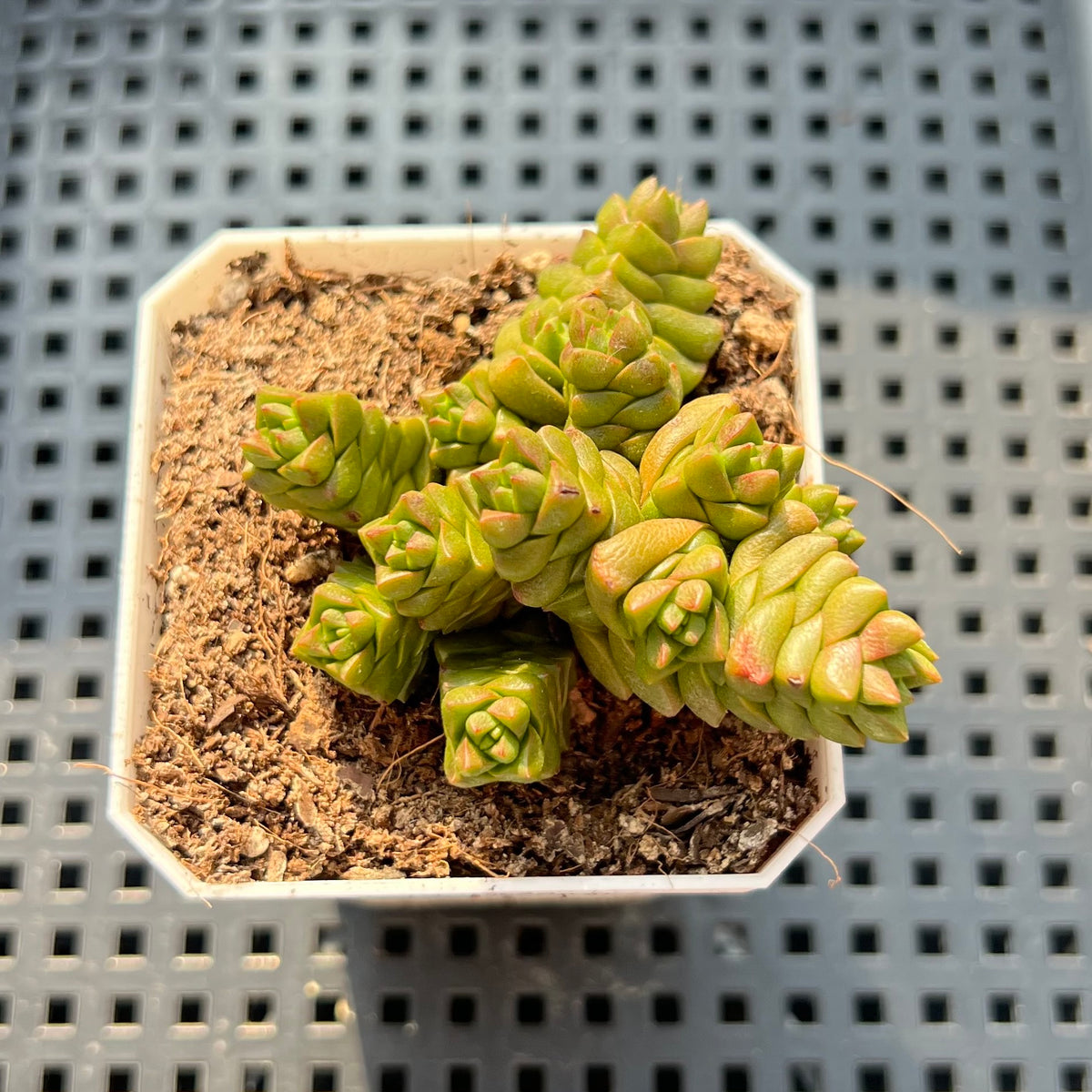 Crassula Marchandii 1"-2" Succulent Plant (Potted)