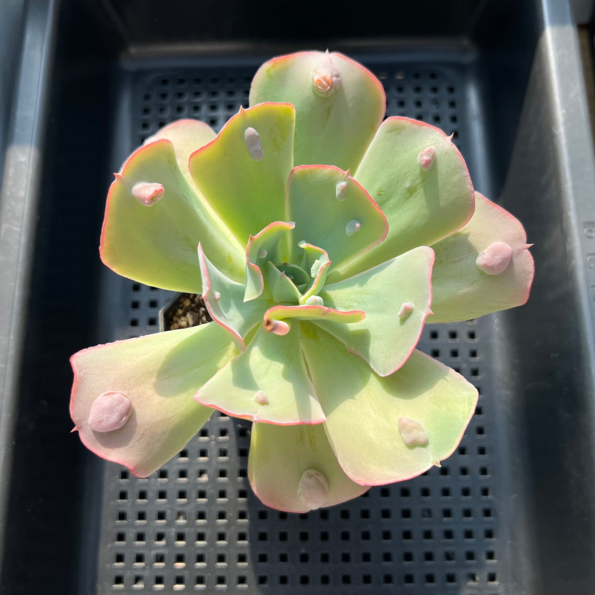 Echeveria 'Garden Bungalow' 3"-4" Succulent Plant (Potted)