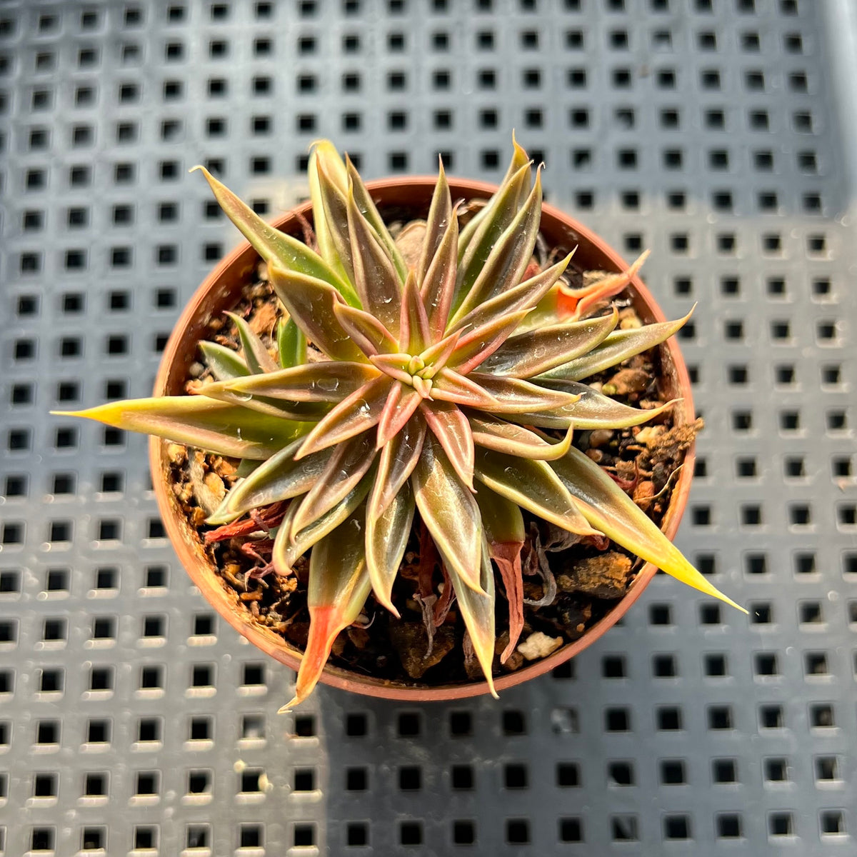 Echeveria Lutea 2"-3" (100% Grown In House) Succulent Plant (Potted)