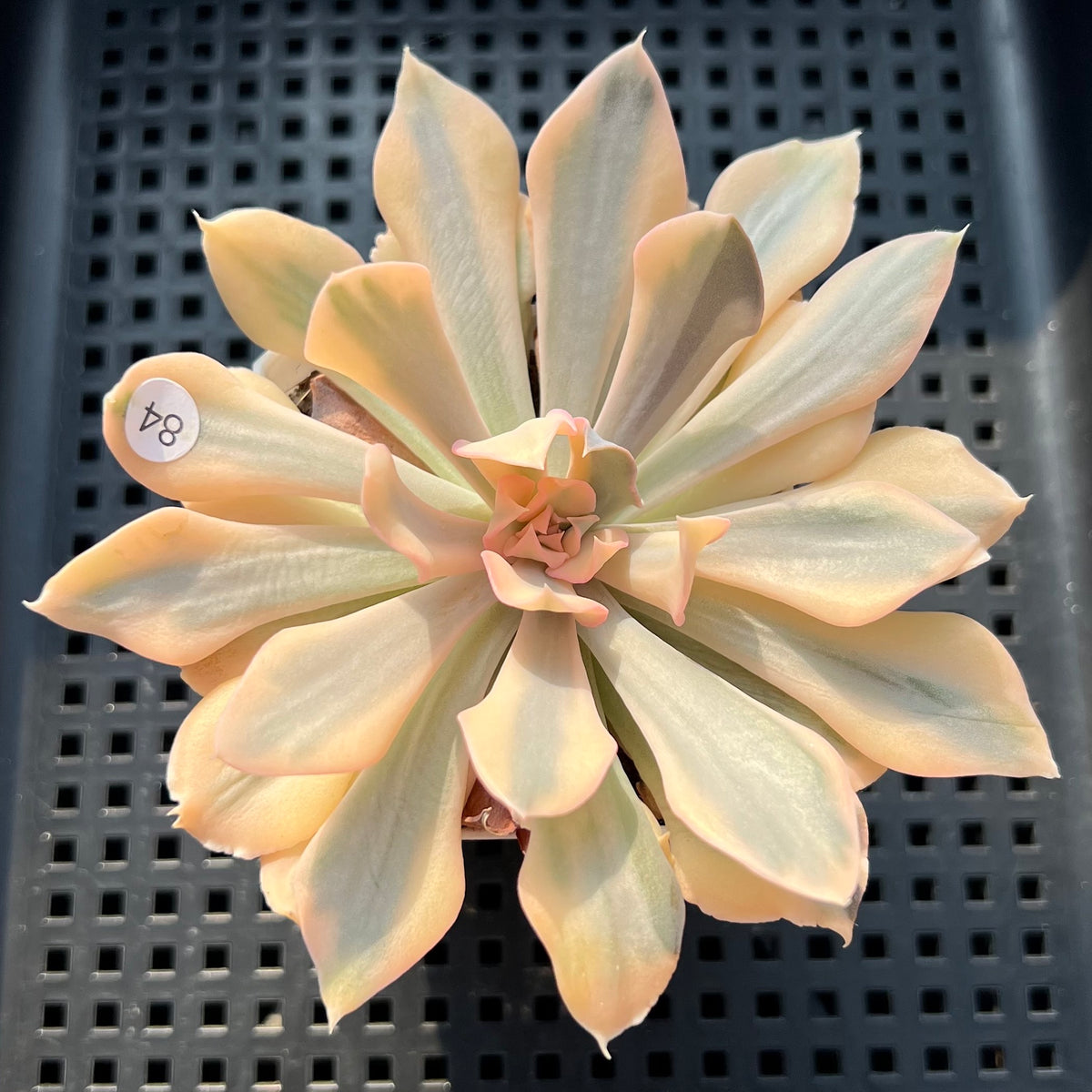 Echeveria 'Saffron' Variegated 2"-3" Succulent Plant (Potted)