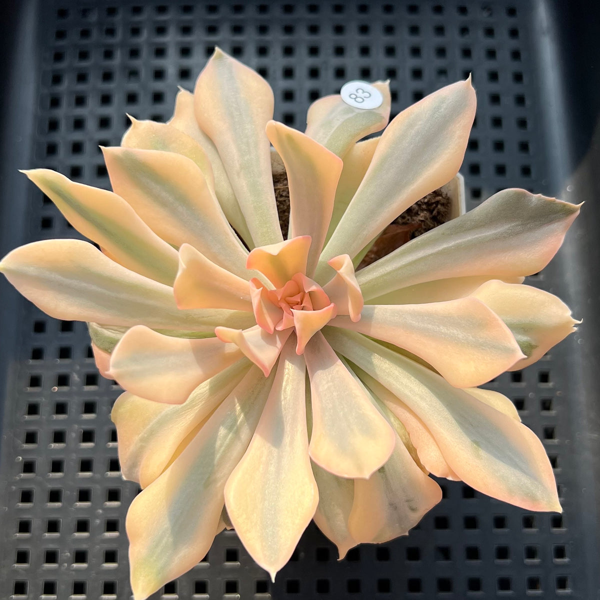 Echeveria 'Saffron' Variegated 2"-3" Succulent Plant (Potted)