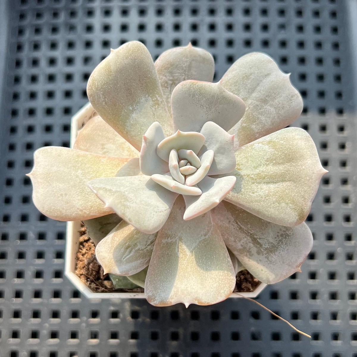 Echeveria 'Milk Purple' 2" Changhee Hybrid succulent Plant (Potted)