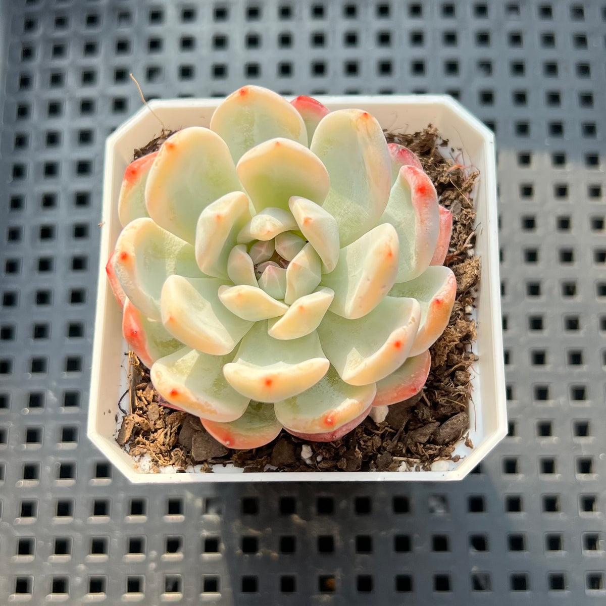 Echeveria 'Orange Monroe' Variegated 2" Succulent Plant (Potted)