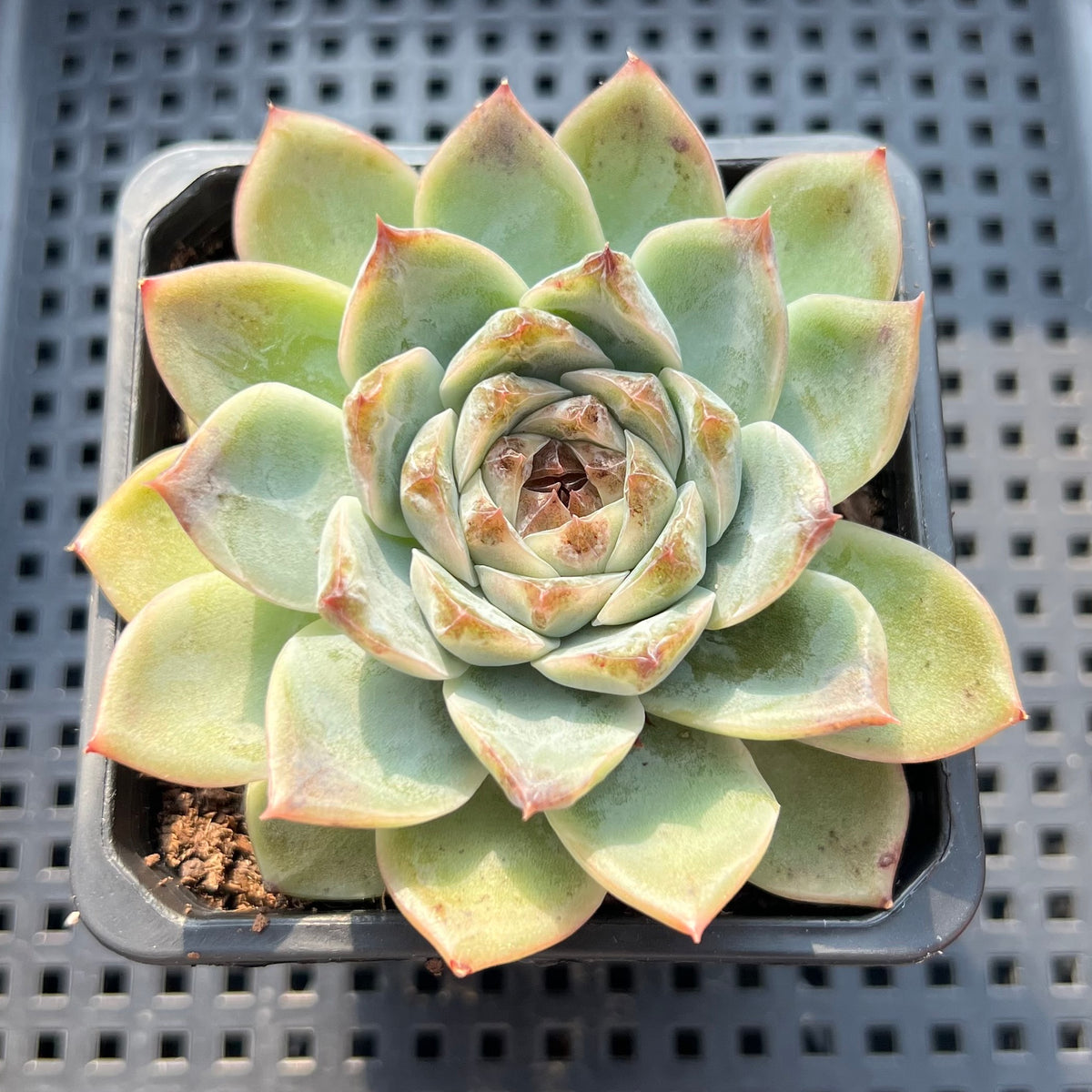 Echeveria 'Jade Bead' 2"-3" Succulent Plant (Potted)