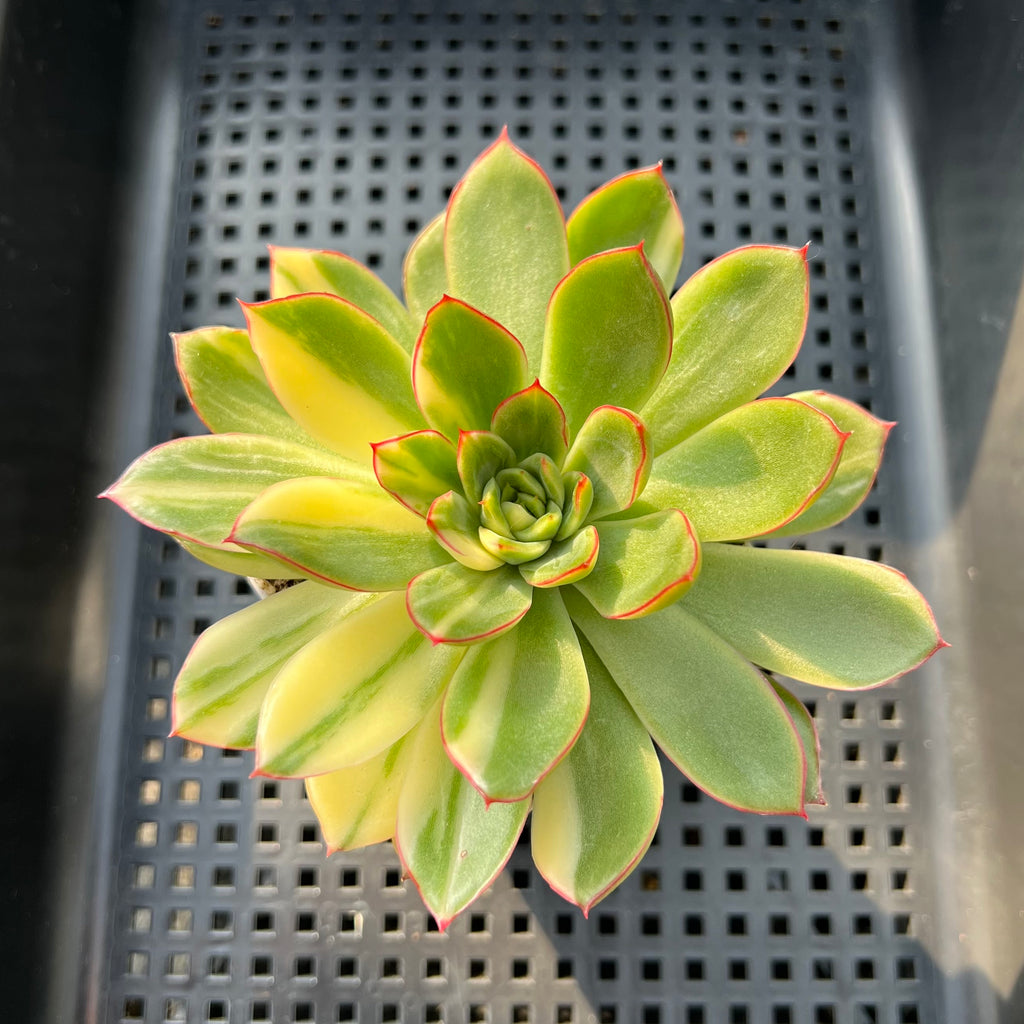 dark green succulent with red tips Echeveria 'Red Tip' Variegated 3" Succulent Plant – True Succulents Plant Co