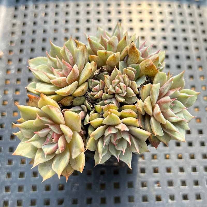 succulent vans Echeveria 'Ben Badis' Variegated Cluster 3" Succulent Plant – True Succulents Plant Co
