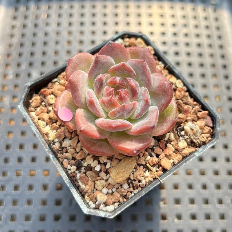 Echeveria 'Snow Lotus' 1