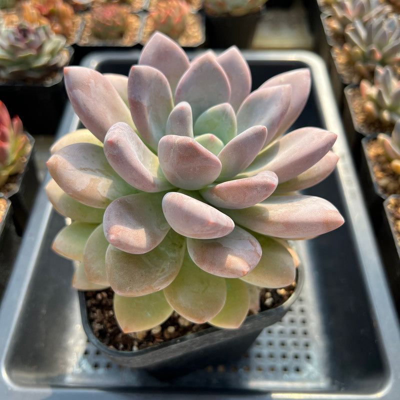 Graptoveria 'Opalina' Hybrid 5