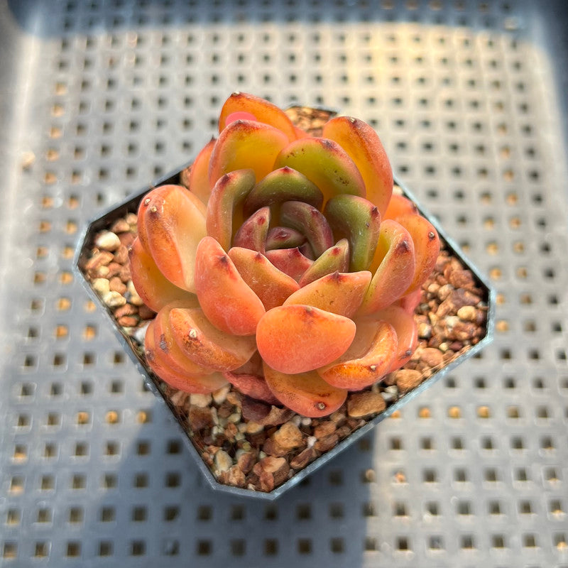 hybrid succulent plants Echeveria 'Hongjo' ('Black Rose' x Laui Hybrid) 2" Flower Village Original Hybrid Succulent Plant