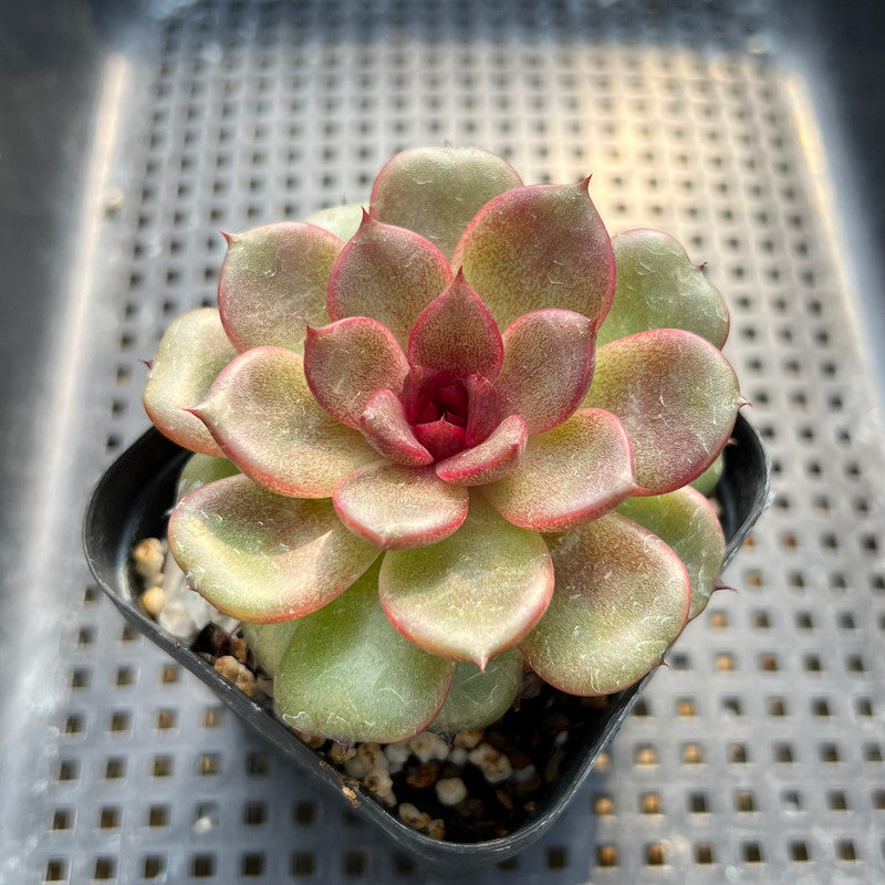 black pearl succulent Echeveria 'Black Pearl' 2” Succulent Plant