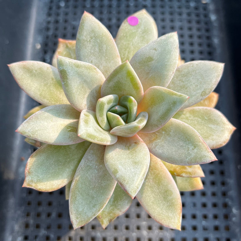 succulent deutsch Echeveria 'German Champaign' 3"-4” Succulent Plant