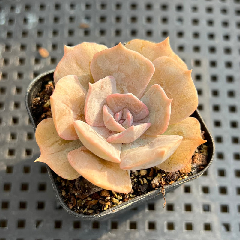 pollux succulent Echeveria 'Pollux' Variegated 2" Succulent Plant